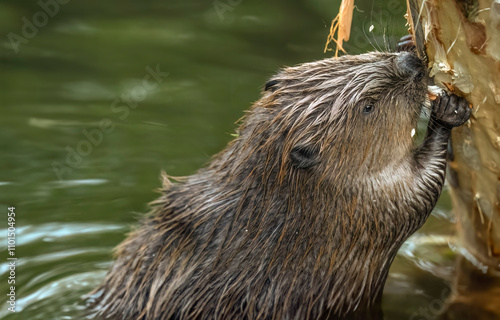 Canvas Print Beaver in a river, close up gnawing on a tree, united kingdom