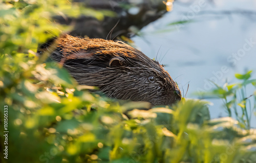 Beaver beside leaves on the riverbank, United Kingdom photo