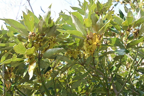 Neolitsea sericea flowers. Lauraceae evergreen tree.
Dioecious, it produces many small yellowish-brown flowers in late autumn. photo