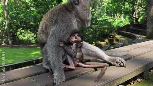 Monkey family close up. Beautiful Monkey Close Up.