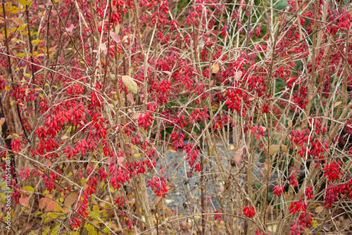 Brightly colored dogwood bush with ripe red berries. Leaves from the branches have fallen off, the berries have not been picked.