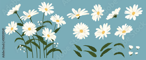 Daisy flower background.Eps 10 vector.