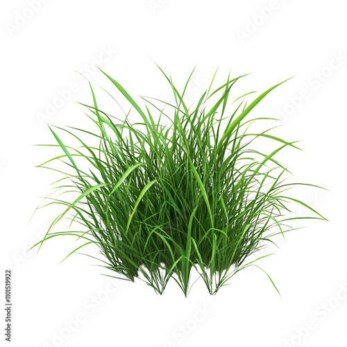A green plant with long grass