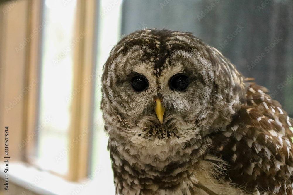 Obraz premium Beautiful Barred Owl Close-Up