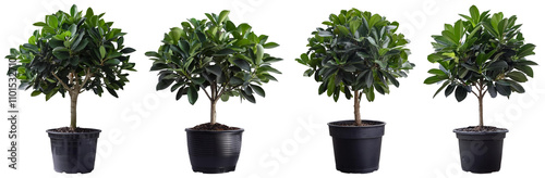 The plant in a black pot png clipart cutout transparent isolated