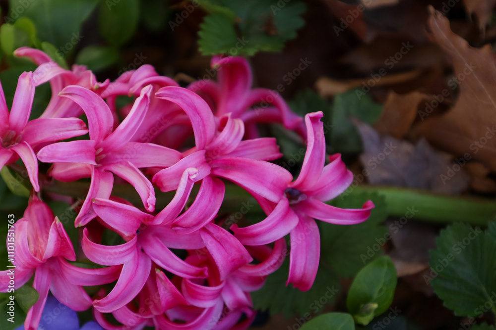 Close-up of vibrant pink hyacinths in full bloom