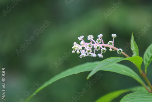 Close-up of pokeweed against a green background photo