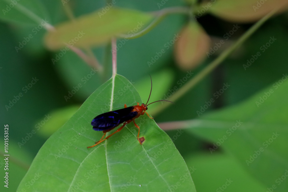 Close-up of a Rusty Spider Wasp perched on a green leaf Close-up of a Rusty Spider Wasp perched on a green leaf