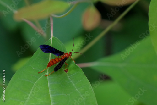 Close-up of a Rusty Spider Wasp perched on a green leaf photo