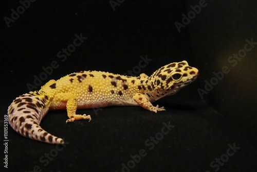 Close-up of a leopard gecko with vibrant spotted skin against a dark background