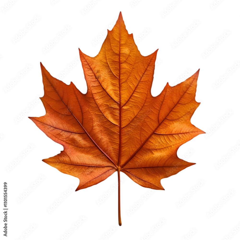 custom made wallpaper toronto digitalAutumn Leaves Falling Forest Floor Nature Photography Outdoor Close-Up Seasonal Beauty of Maple Leaves in Vibrant Colors