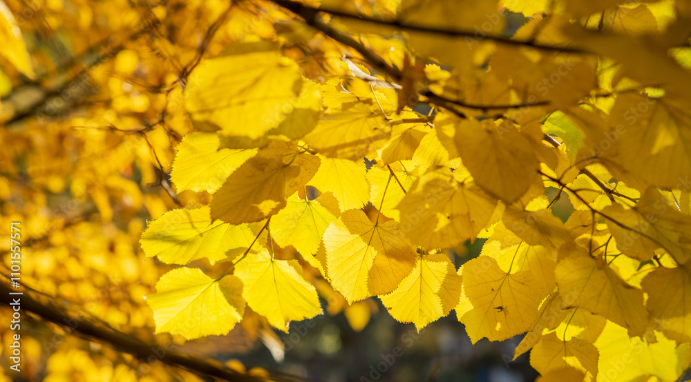 Sunlit, vibrant yellow leaves of a deciduous tree create a luminous canopy, capturing the radiant glow of autumn in a peaceful forest setting. Sunlit, vibrant yellow leaves of a deciduous tree create a luminous canopy, capturing the radiant glow of autumn in a peaceful forest setting.