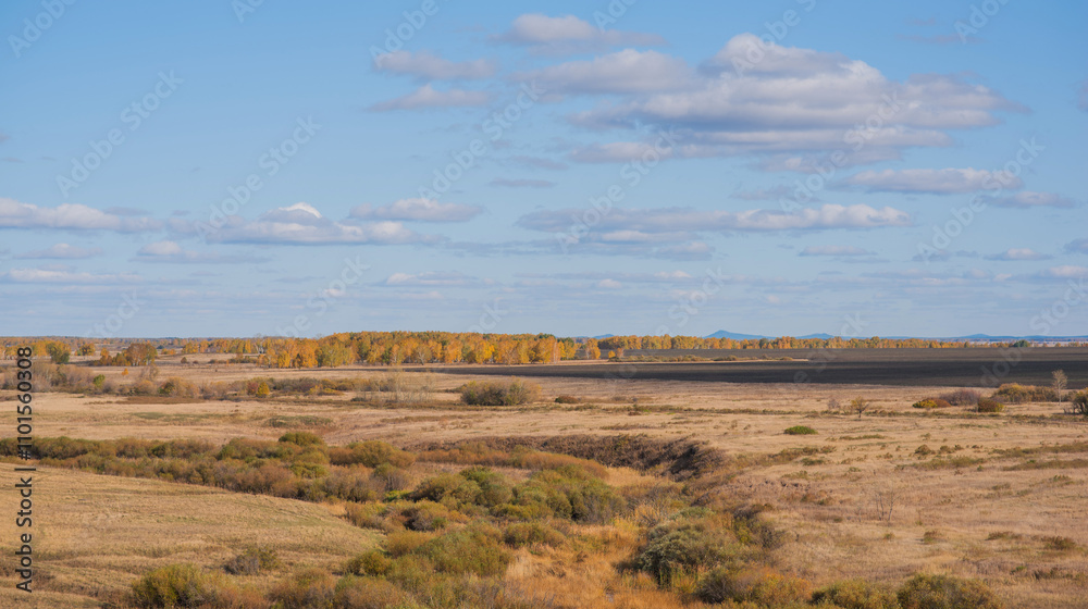 Naklejka premium a rolling prairie dotted with shrubs leading to a distant line of trees resplendent in autumnal gold. Above, the sky is a canvas of soft blue with wisps of white clouds