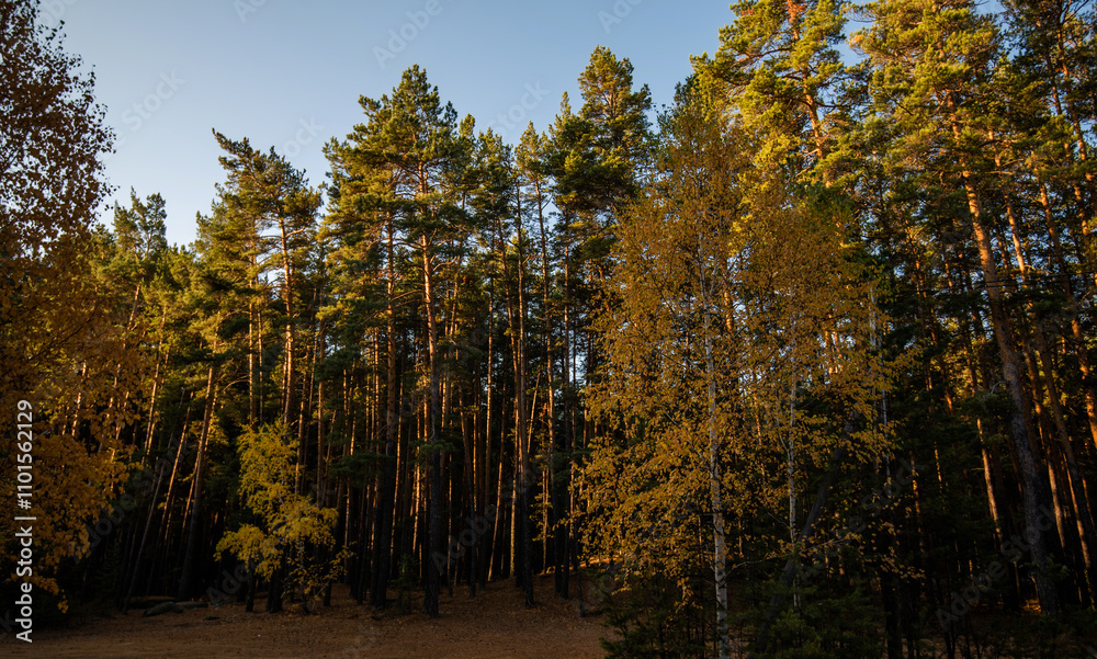 Obraz premium Late afternoon light bathes a mixed forest in warmth, highlighting the contrast between the evergreen pines and the golden hues of deciduous trees at the onset of autumn.
