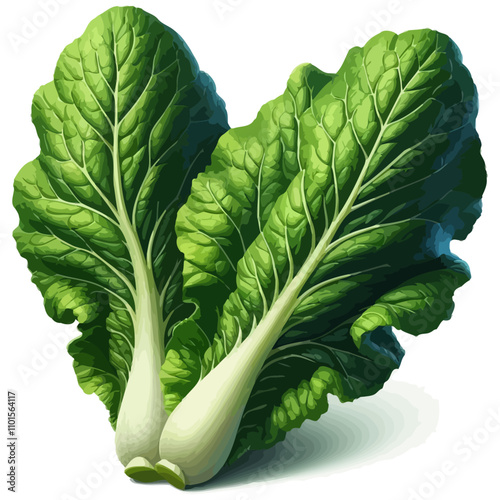 Fresh Green Leafy Vegetables – Digital Illustration of Large Oval Leaves on White Background