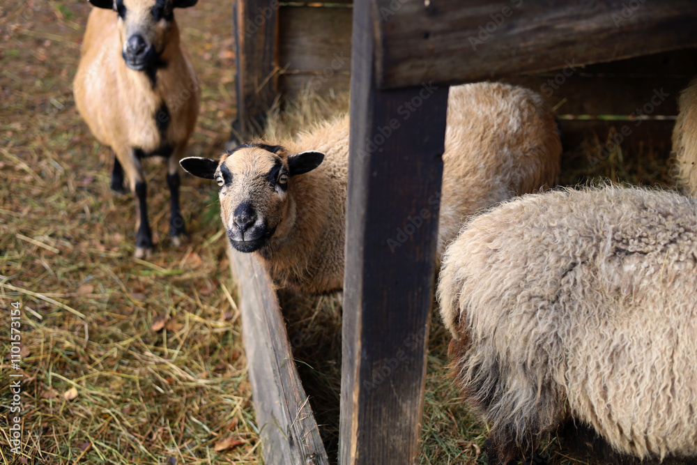 Obraz premium Black and brown Camroon Sheeps herd eating hay. One sheep looking at the viewer.