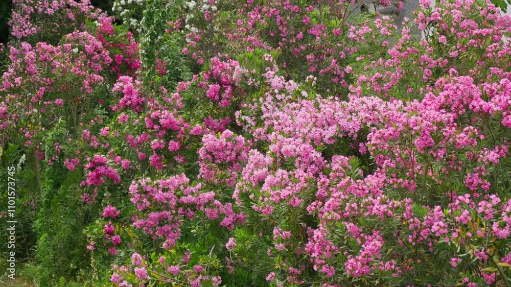 Blooming pink flowers in a vibrant garden setting Blooming pink flowers in a vibrant garden setting