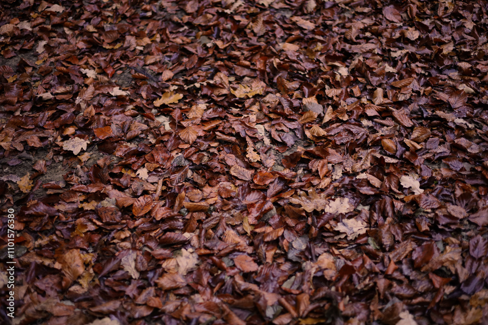 Brown fall leaves foliage dark background Brown fall leaves foliage dark background