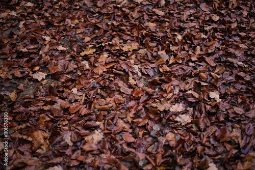 Brown fall leaves foliage dark background