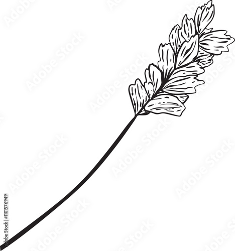 Ear of Barley with Long Stem Graphic Black and White Illustration for Print and Web Design of Physical Products and Projects