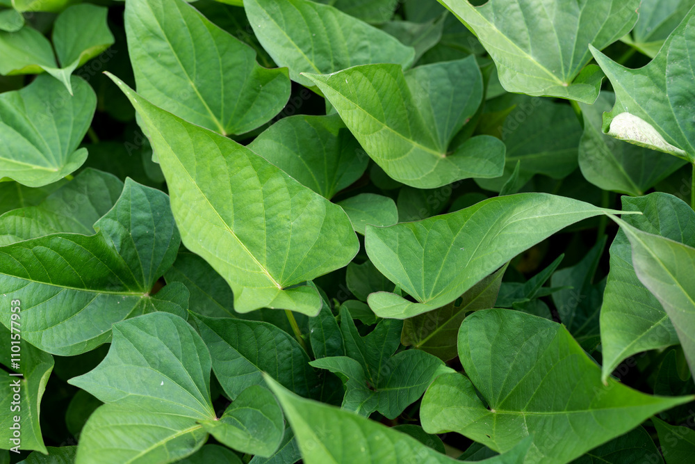 Fototapeta premium Green sweet potato leaf plant