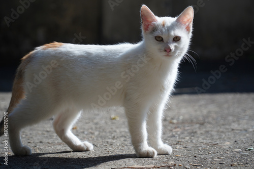 Canvas Print white cat on the floor