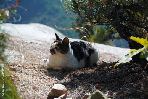 Photography cat on the rocks