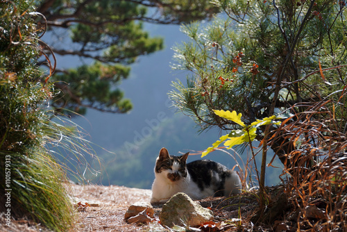 Photography cat