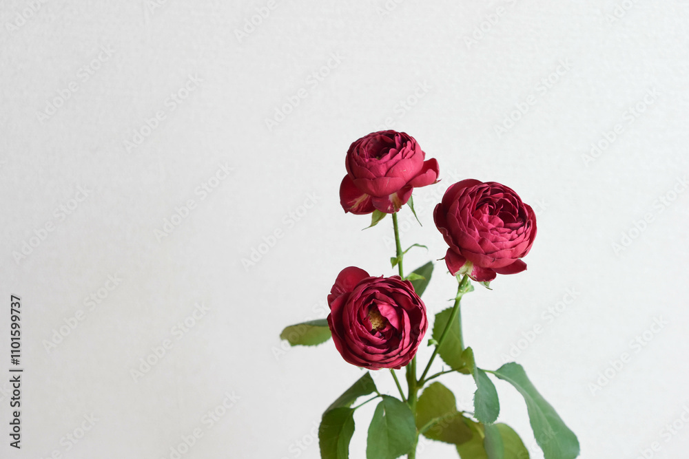 Obraz premium 赤い薔薇