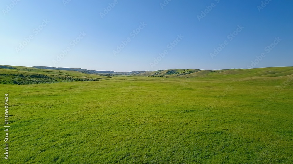 Fototapeta premium Vast Prairie Landscape: A panoramic vista of rolling grasslands stretches towards a clear blue sky, evoking a sense of tranquility and boundless possibility.