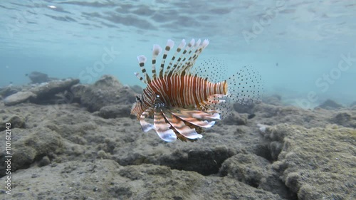 Red lionfish fish swims in the tropical sea