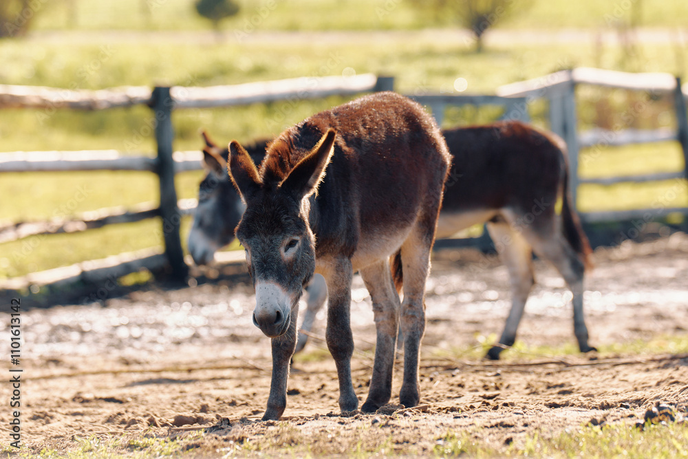 Donkeys grazing peacefully in a sunlit pasture near wooden fence during a warm afternoon in rural countryside Donkeys grazing peacefully in a sunlit pasture near wooden fence during a warm afternoon in rural countryside