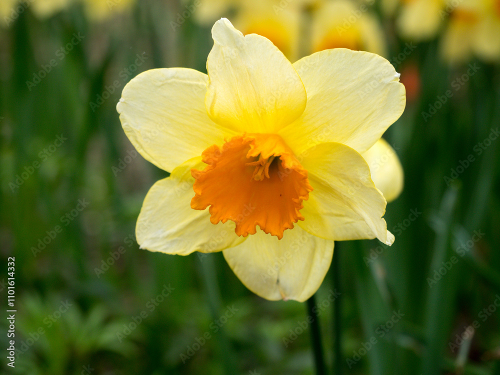 A detailed close-up image capturing the vibrant yellow petals and bright orange center of a solitary daffodil, conveying the freshness and vitality of spring. A detailed close-up image capturing the vibrant yellow petals and bright orange center of a solitary daffodil, conveying the freshness and vitality of spring.