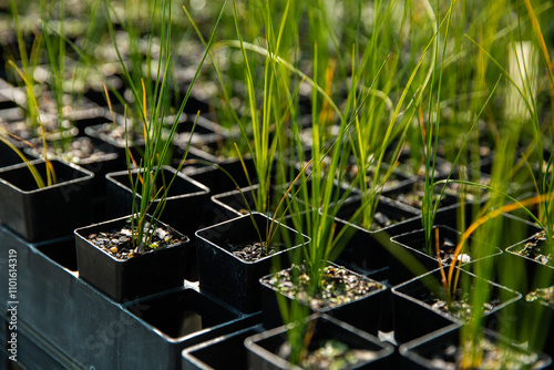 grassy native plants in little pots at a nursery photo