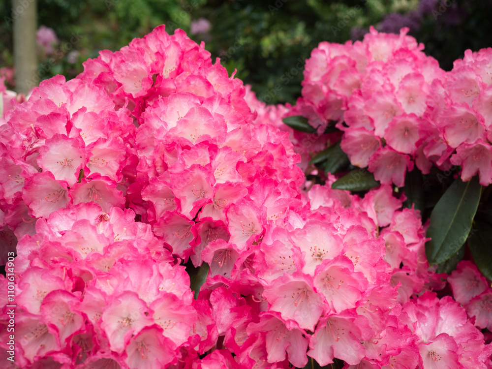 Fototapeta premium A beautiful cluster of pink rhododendron flowers blooms in a lush garden, showcasing vibrant colors and intricate petal details that evoke feelings of serenity and joy.