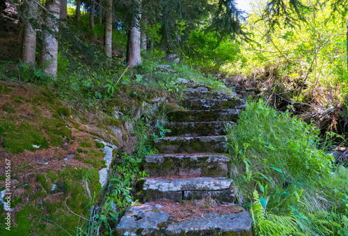 Image shows moss-covered stone steps winding mysteriously into a lush, secluded wooded area, radiating an aura of mystery and intrigue amidst natural beauty. photo