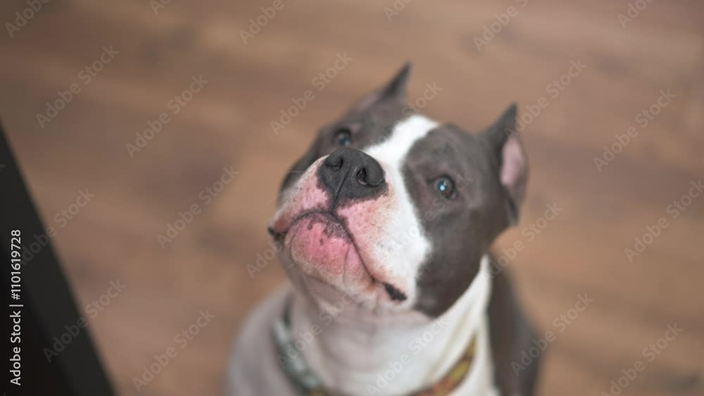An energetic and playful dog eagerly awaits attention from its owner, showcasing its friendly and loving demeanor An energetic and playful dog eagerly awaits attention from its owner, showcasing its friendly and loving demeanor