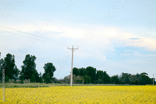 Rural farm scene with canola field in full bloom lined by power lines along roadside