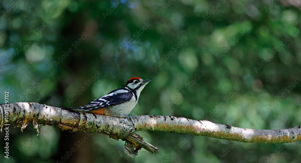 Juvenile great spotted woodpecker in the woods Juvenile great spotted woodpecker in the woods