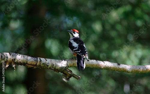 Juvenile great spotted woodpecker in the woods