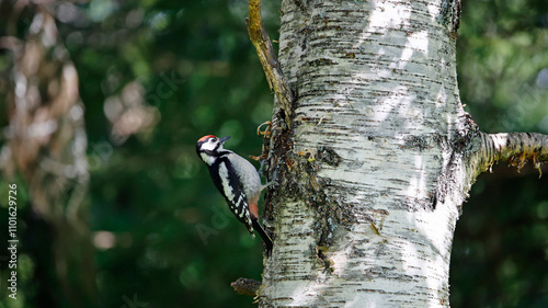 Juvenile great spotted woodpecker in the woods