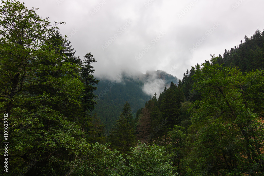 Forest and misty mountains on the background. Moody landscape photo Forest and misty mountains on the background. Moody landscape photo