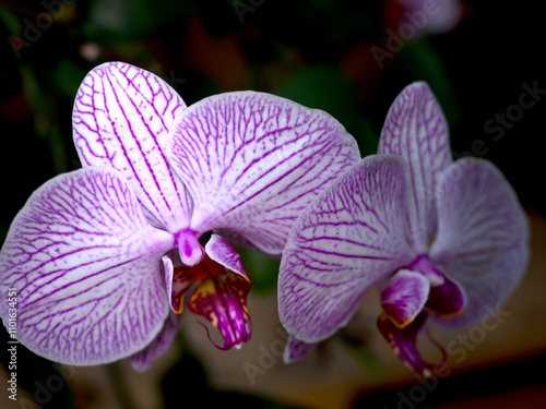 The image captures the artistic intricacy of pink orchids with delicately patterned petals, set against a rich green background for a tranquil effect. photo