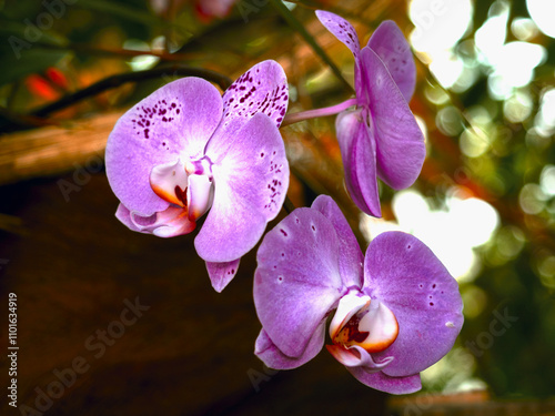 The photo features lilac orchids in full bloom, their delicate beauty conveyed through rich colors and elegant forms, embodying serenity and tranquility in nature. photo