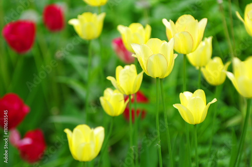 Red and yellow tulips in the garden