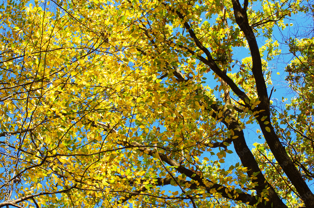 Yellow leaves on a twig in autumn Yellow leaves on a twig in autumn