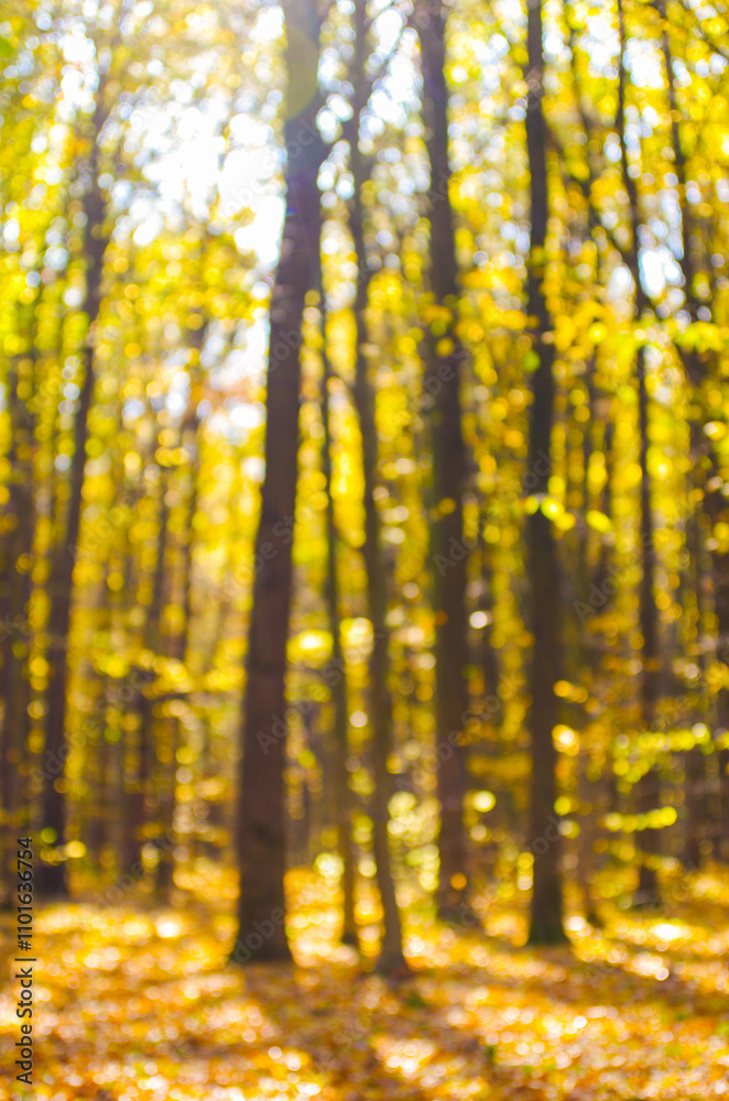 Fototapeta premium Golden autumnal forest with sunbeams