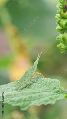 grasshopper, any of a group of jumping insects (suborder Caelifera) that are found in a variety of habitats. Grasshoppers occur in greatest numbers in lowland tropical forests, semiarid regions, and g