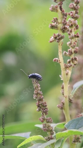 The flea beetle is a small, jumping beetle of the leaf beetle family, that makes up the tribe Alticini which is part of the subfamily Galerucinae