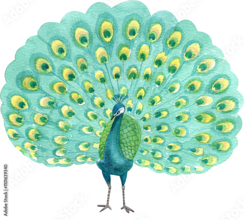 Handdrawn Male Peacock Displaying Vibrant Feathers watercolor photo